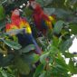 Ara-Papageien in Costa Rica